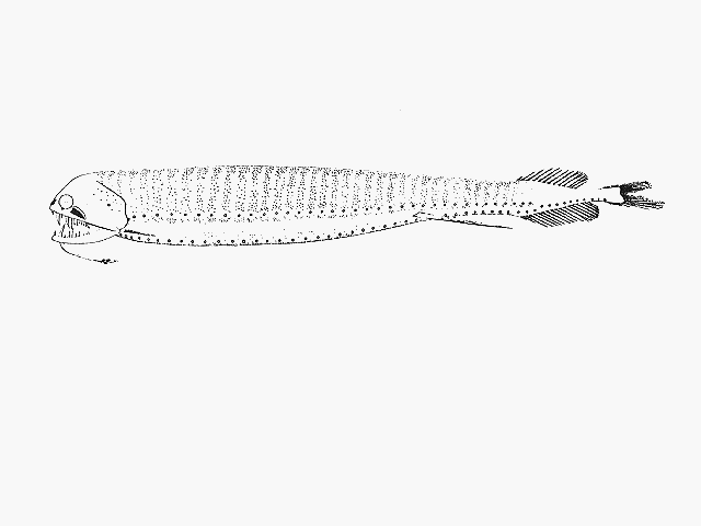 Melanostomias valdiviae Brauer, 1902